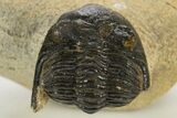 Bargain, Hollardops Trilobite - Visible Eye Facets #341313-2